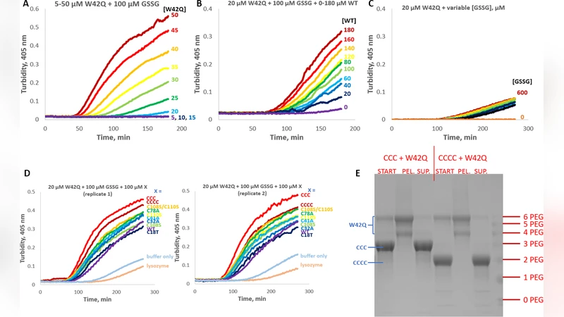눈에 보이는 위험: γD 크리스탈린 도메인 인터페이스 탈취와 백내장 형성