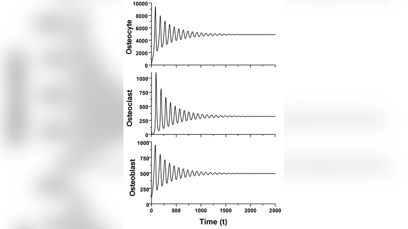이론 모델을 통한 골질량 형성 메커니즘 분석