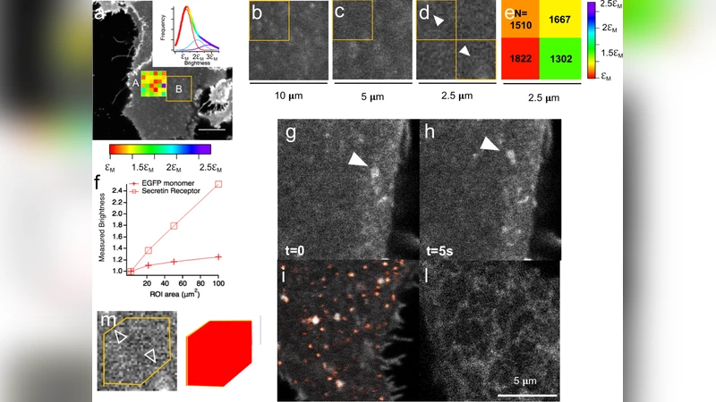 GPCR 다중체 형성의 분자 밝기 분석: 공간 이질성 고려