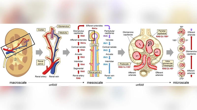 혈관을 좌표계로 활용한 인간 세포 지도 구축 방안
