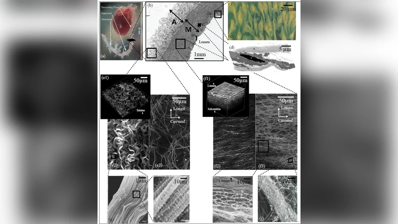 대동맥의 다중스케일 기계적 거동: 구조와 기능의 통합 고찰