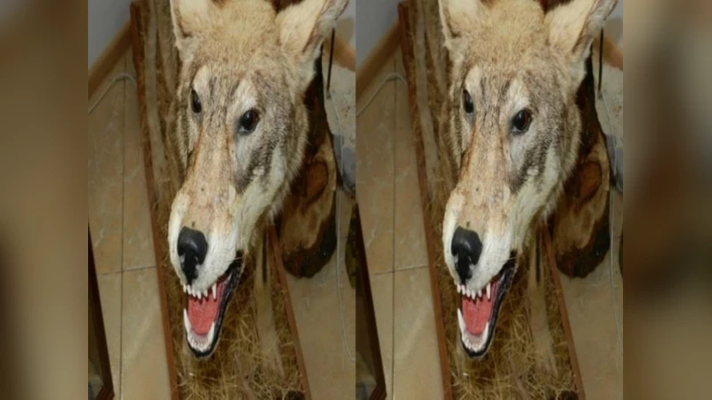 병렬 가우시안 간섭 채널의 잡음 간섭 합률 용량