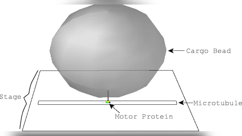 키네신 3차원 브라운동역학 모델과 코일드코일 텐던 비선형 탄성 해석