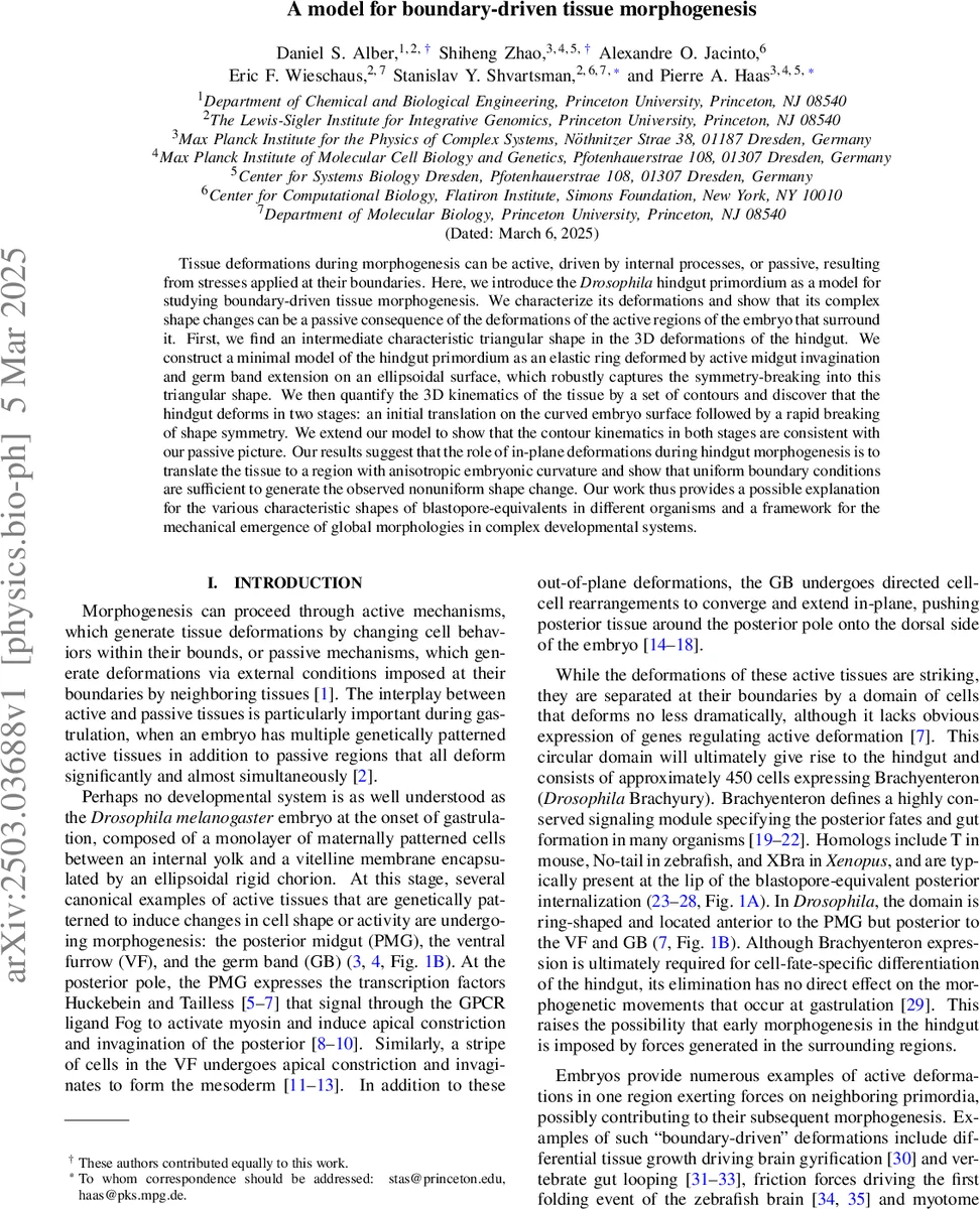 경계의 움직임이 빚어내는 생명의 형태학적 변형