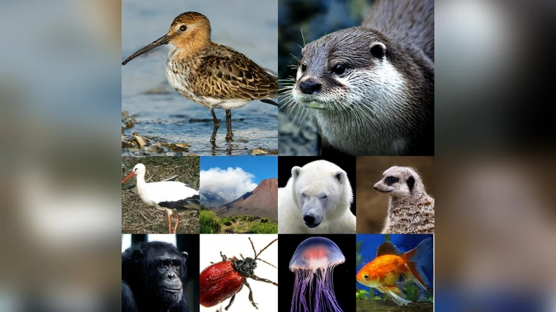 터미널 속도 매칭을 통한 초고속 이미지 샘플링