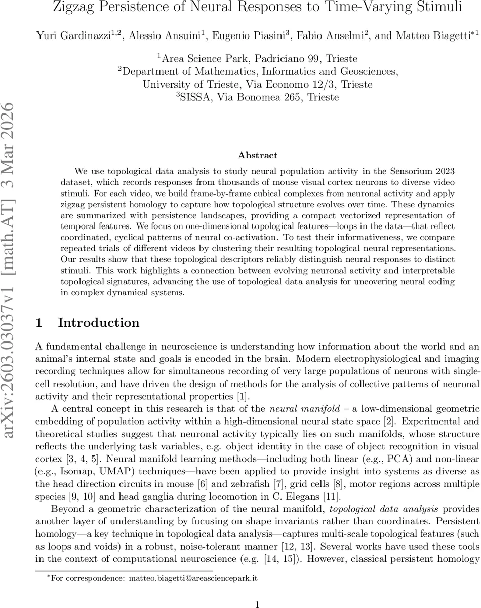 시간변화 자극에 대한 신경 반응의 지그재그 영속성