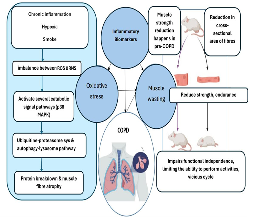 Practical Geometric and Quantum Kernel Methods for Predicting Skeletal Muscle Outcomes in chronic obstructive pulmonary disease